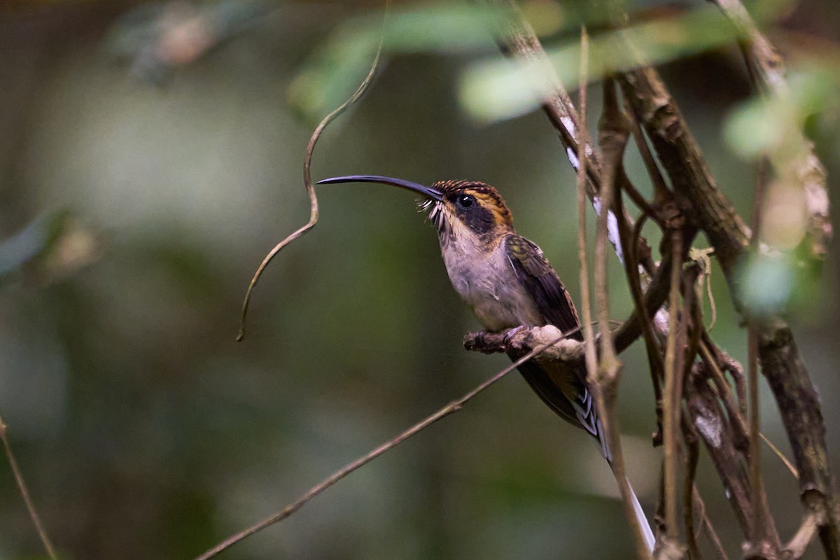 Scale-throated Hermit - ML614413893