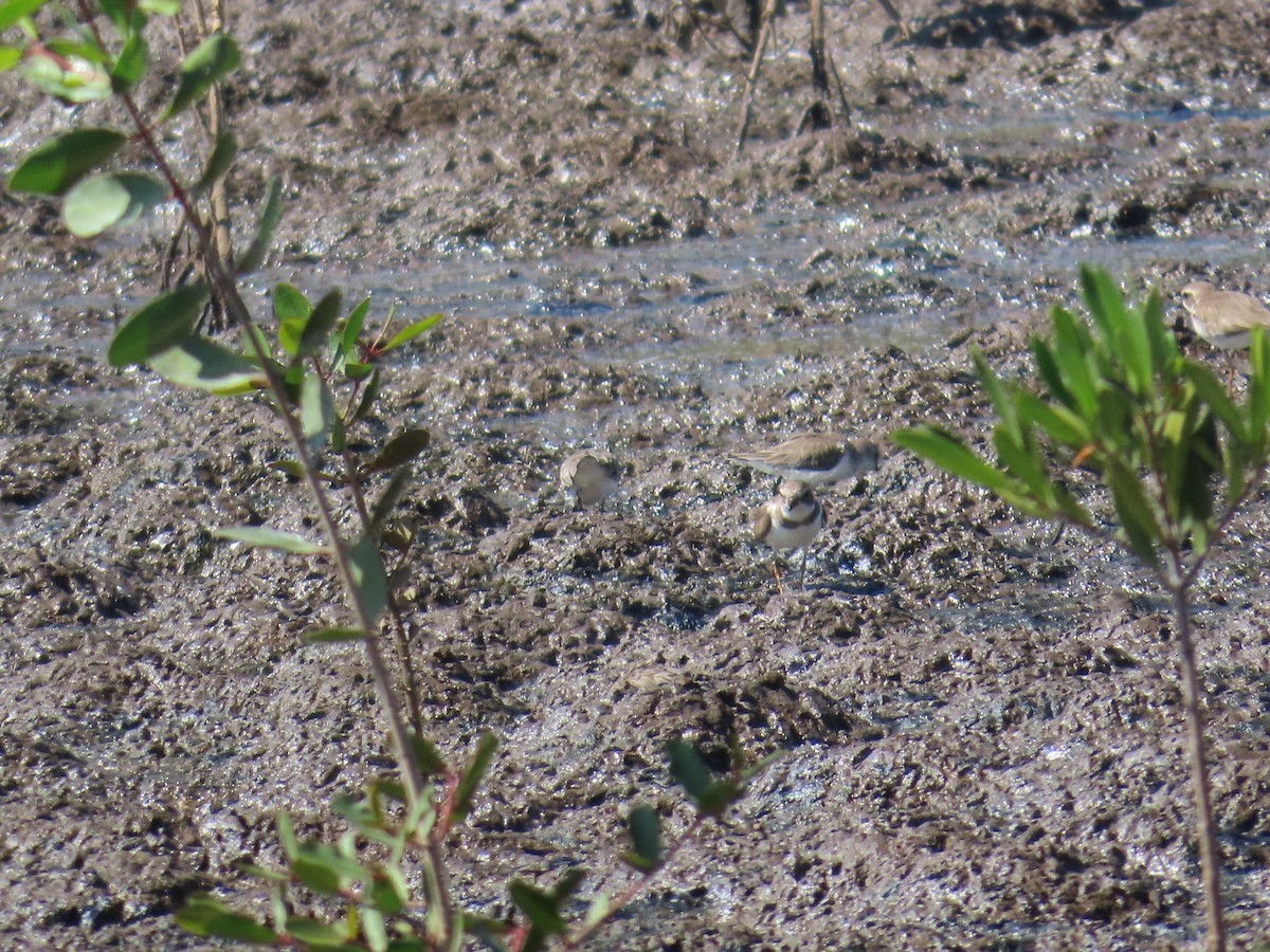 Semipalmated Plover - ML614413909