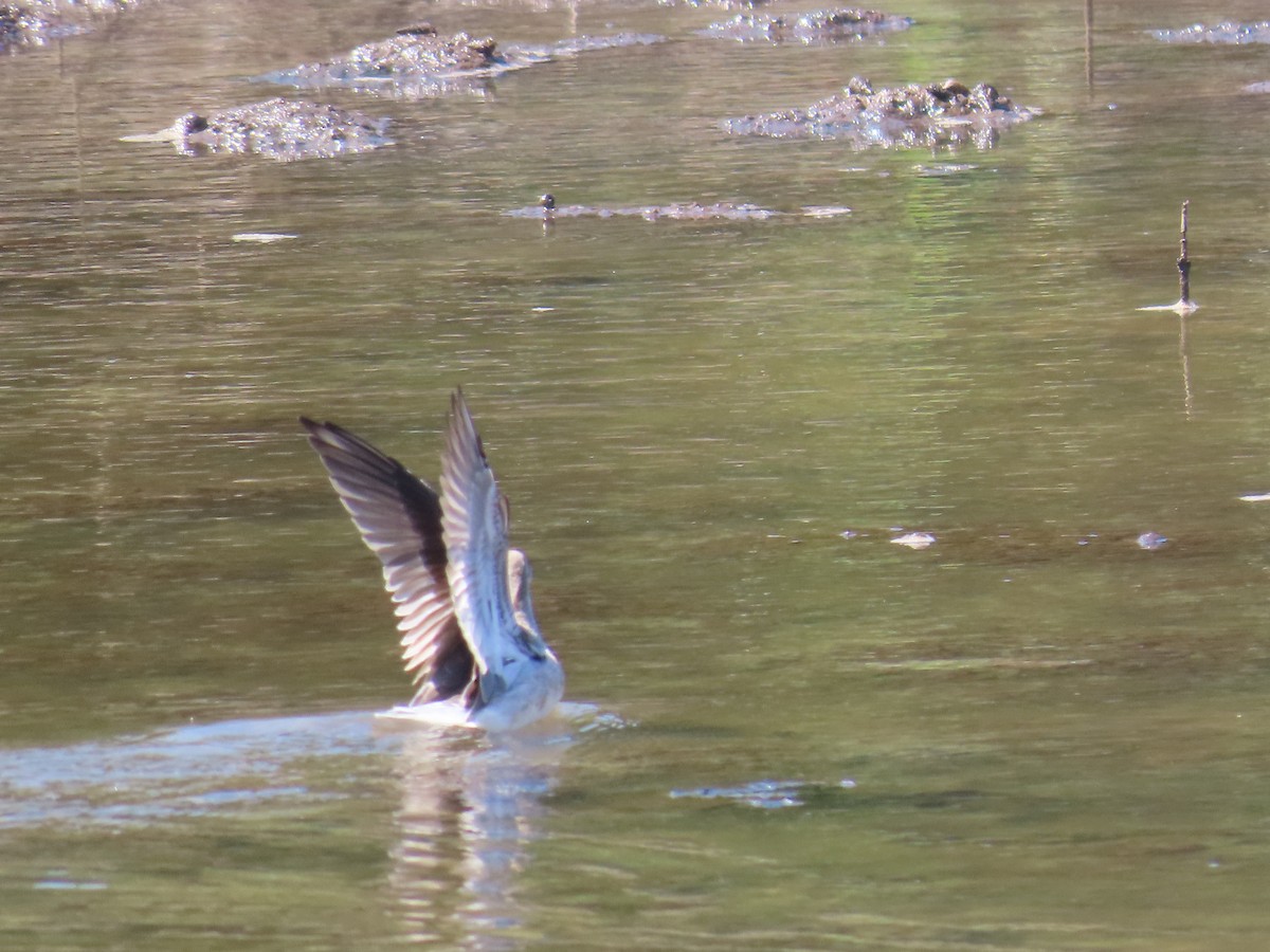 Phalarope de Wilson - ML614413974