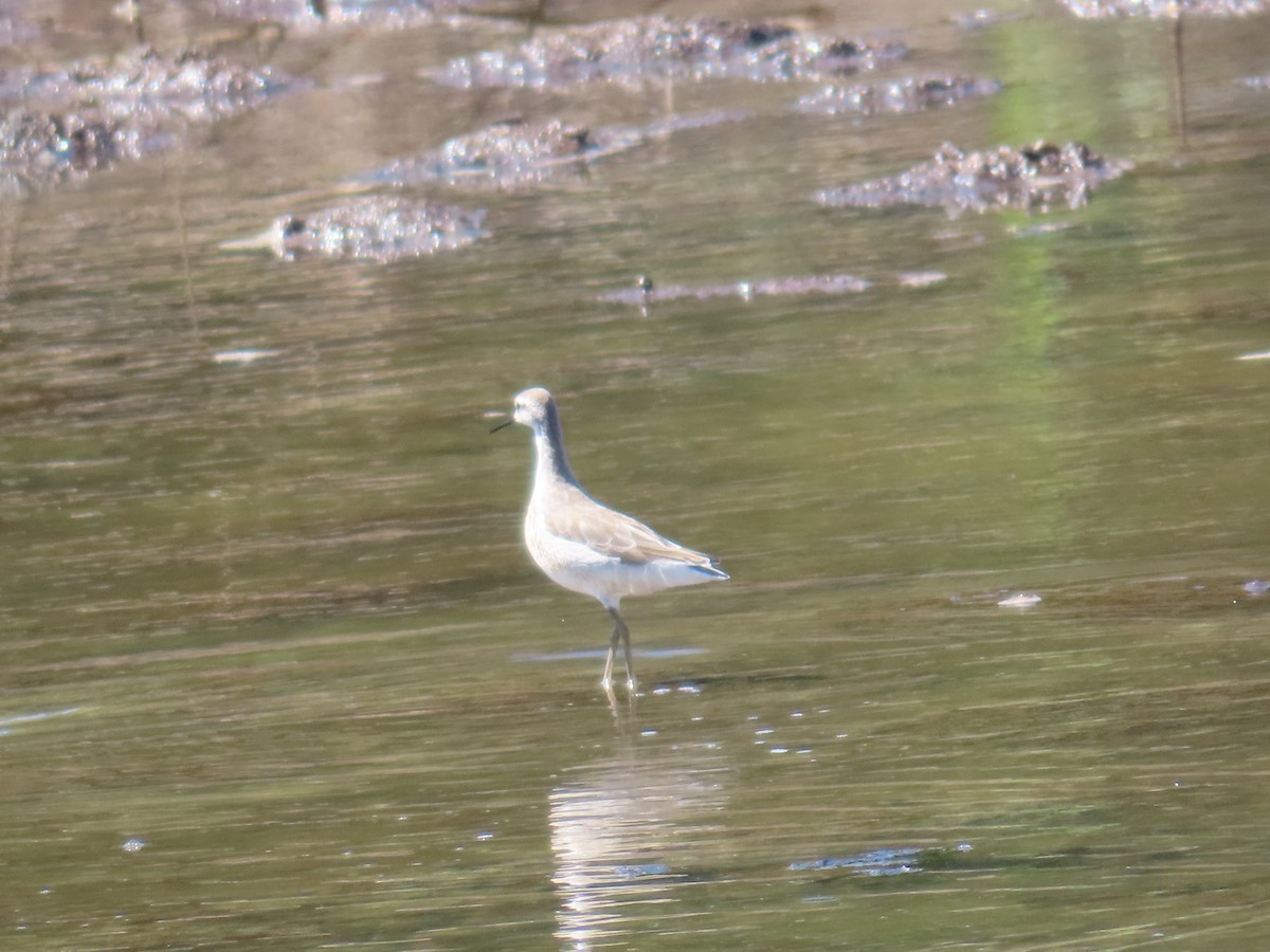 Falaropo Tricolor - ML614413975