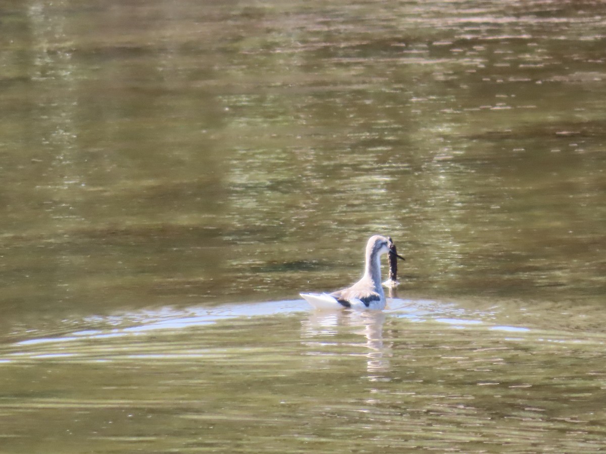 Wilson's Phalarope - ML614413978