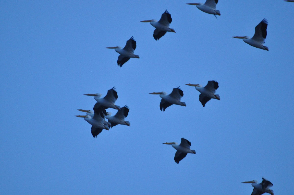 American White Pelican - ML614413983