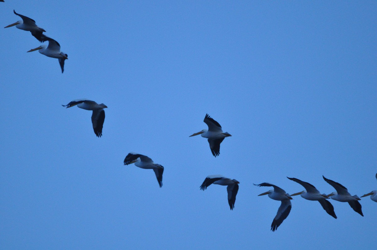 American White Pelican - ML614414016