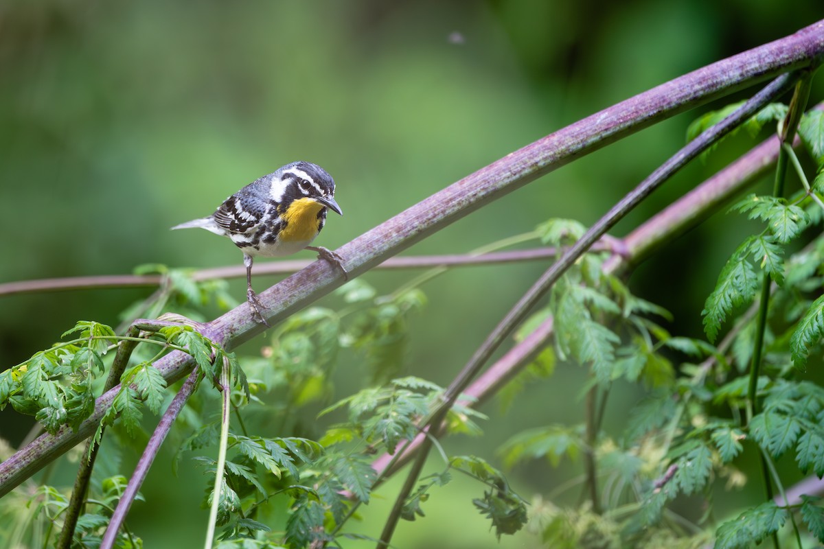 Yellow-throated Warbler - ML614414027