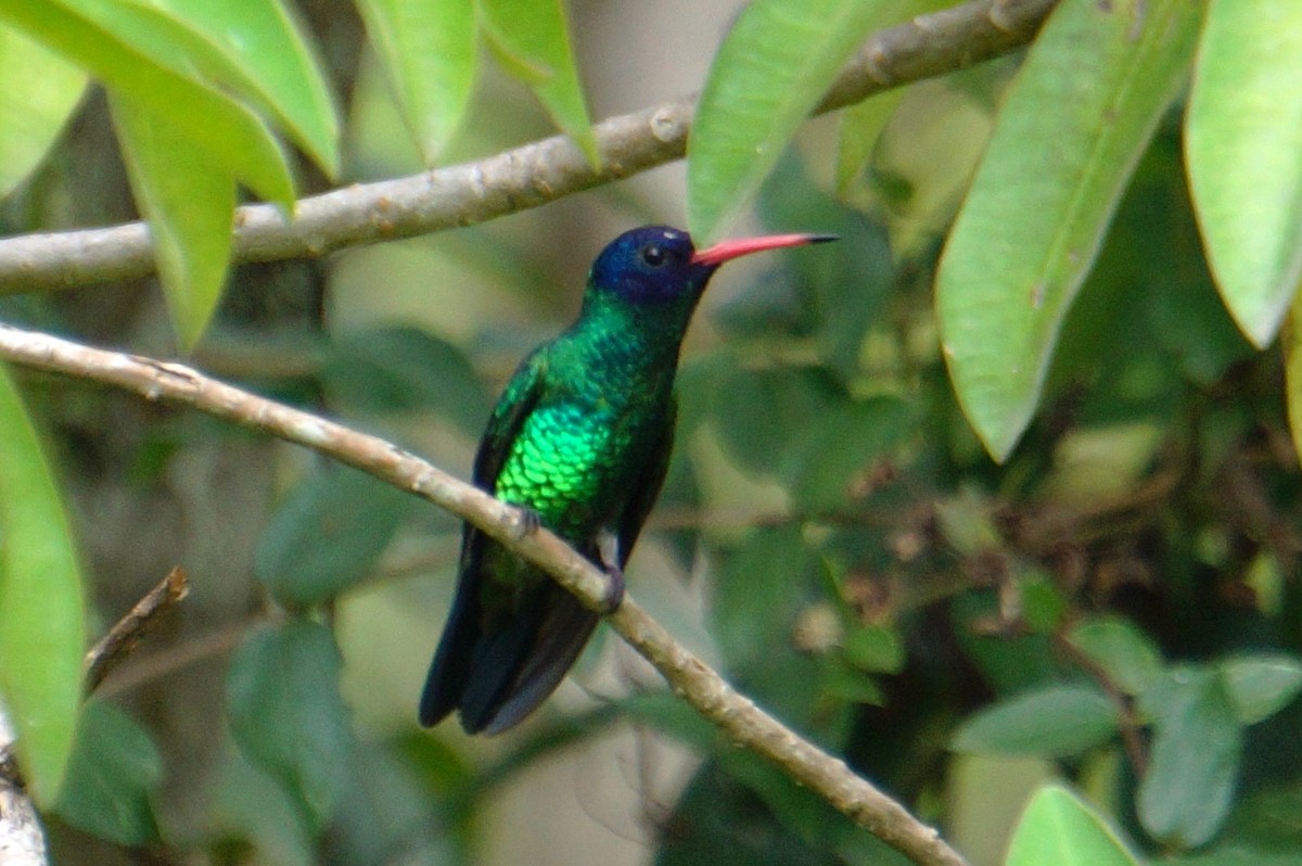 kolibřík modrohlavý - ML614414043