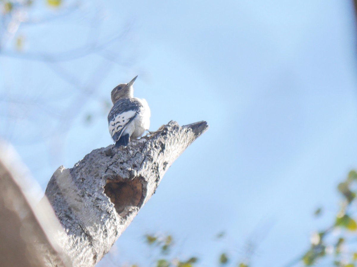 Red-headed Woodpecker - ML614414134