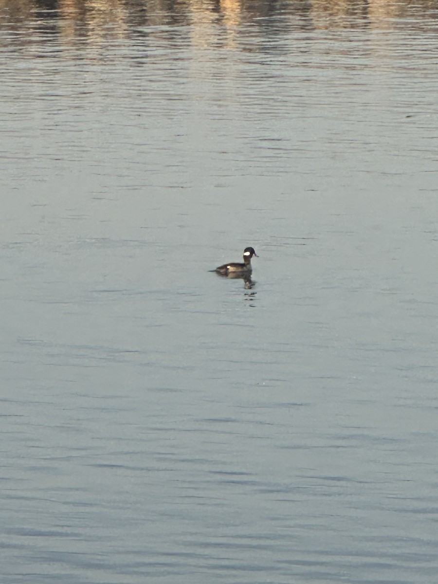 Bufflehead - ML614414149