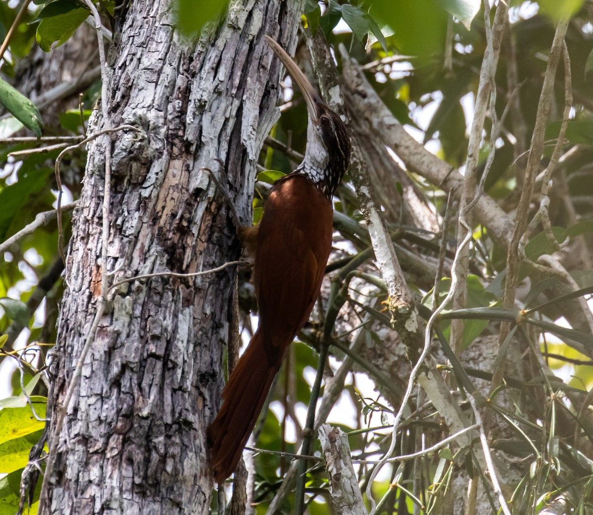 Long-billed Woodcreeper - Ron Hoff Dollyann Myers