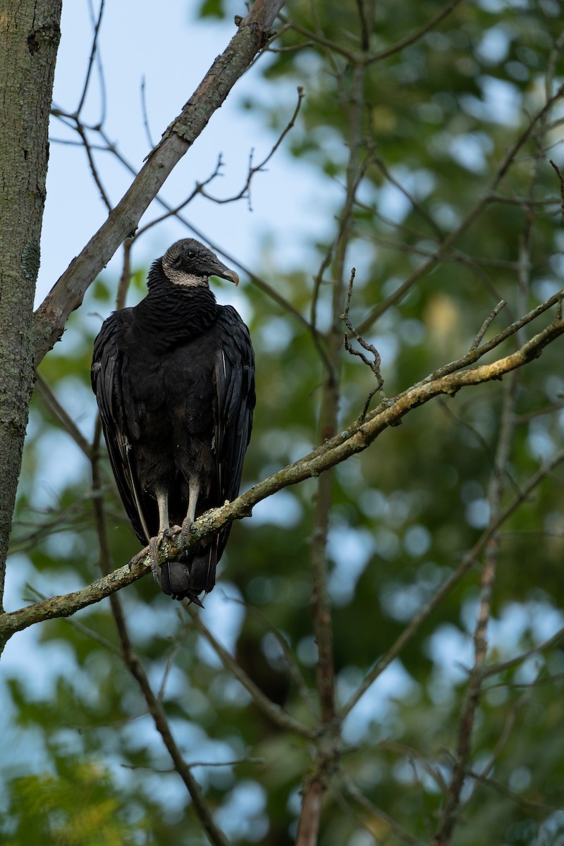 Black Vulture - ML614414165