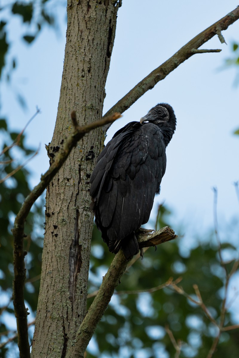 Black Vulture - ML614414168