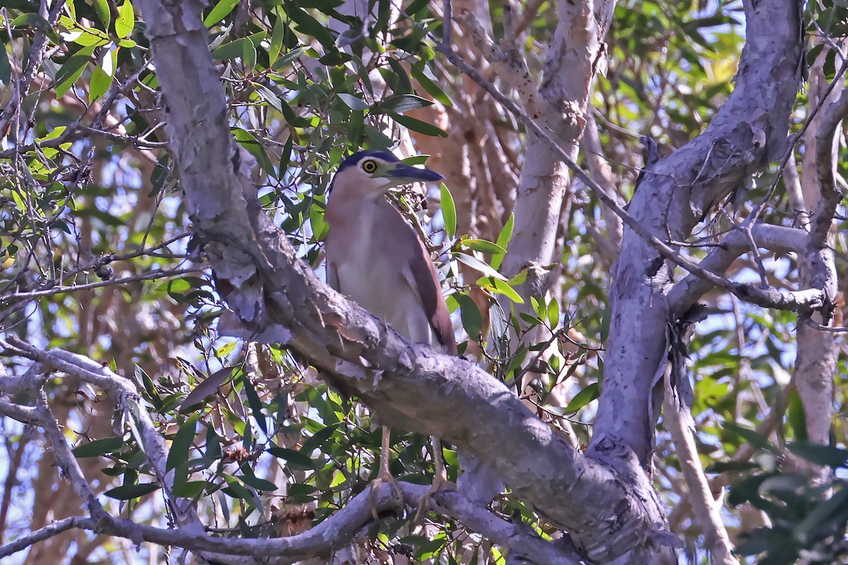 Nankeen Night Heron - ML614414175