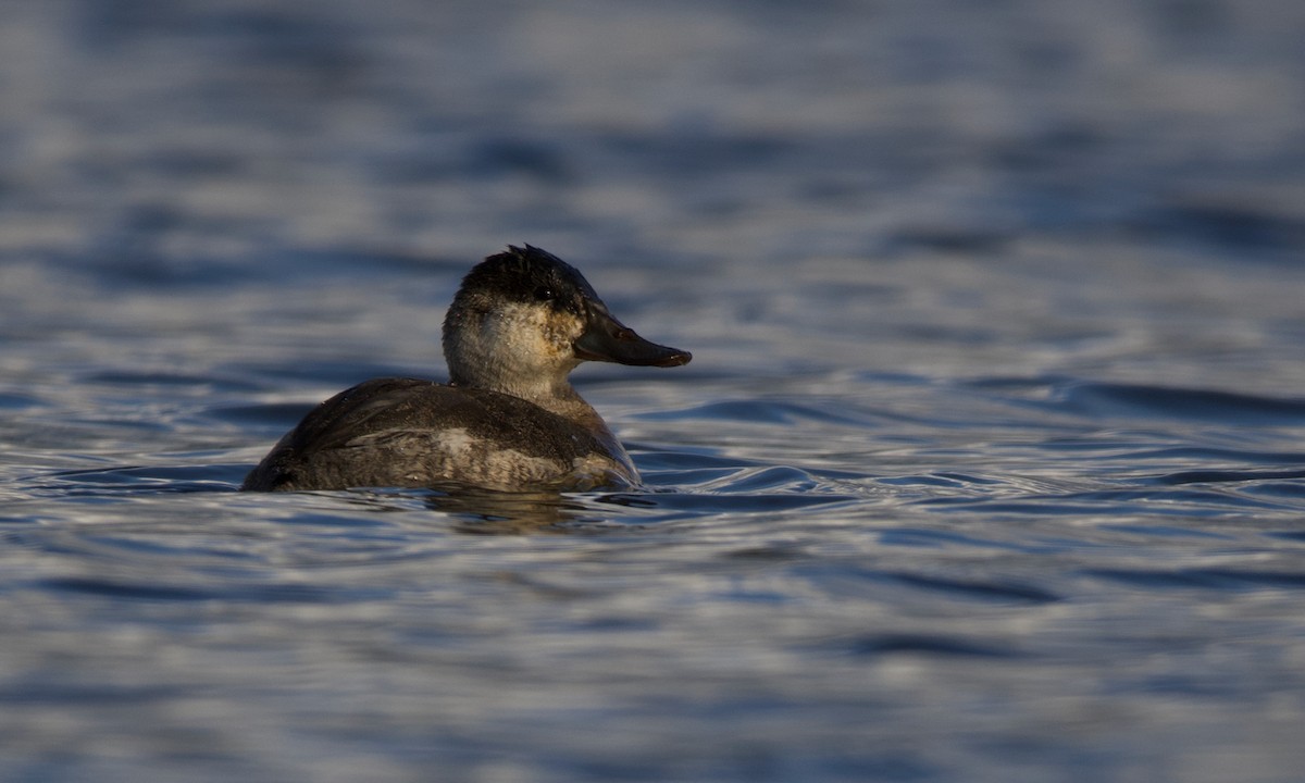 Ruddy Duck - Neil Pankey