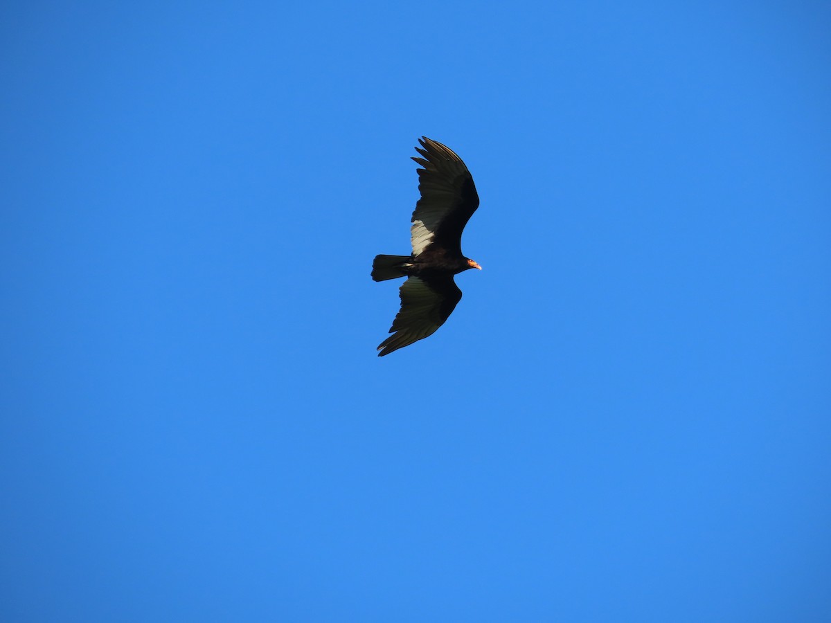 Lesser Yellow-headed Vulture - ML614414320