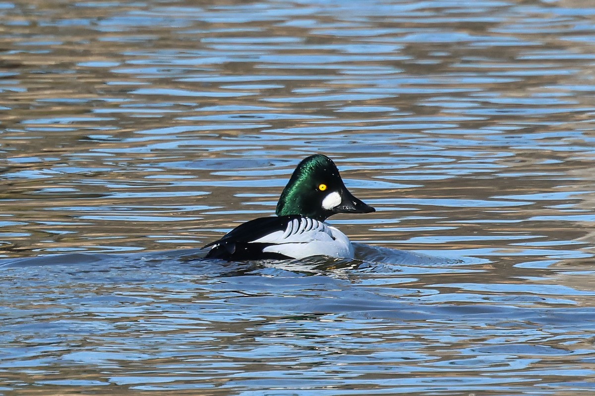 Common Goldeneye - ML614414346