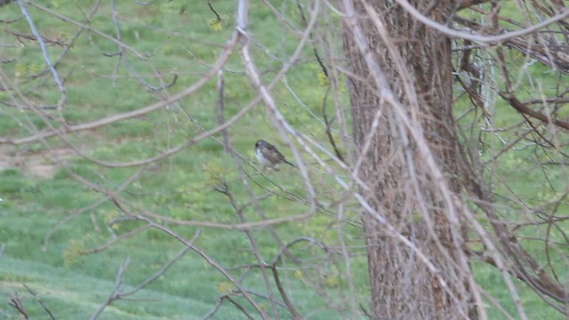 Harris's Sparrow - ML614414370