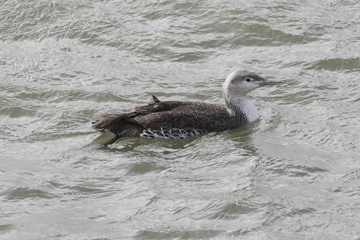 Red-throated Loon - ML614414441