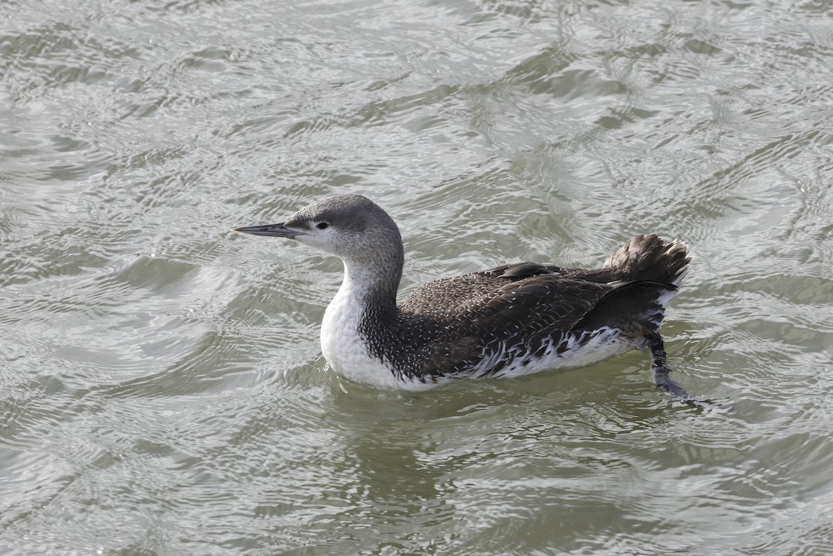 Red-throated Loon - ML614414442