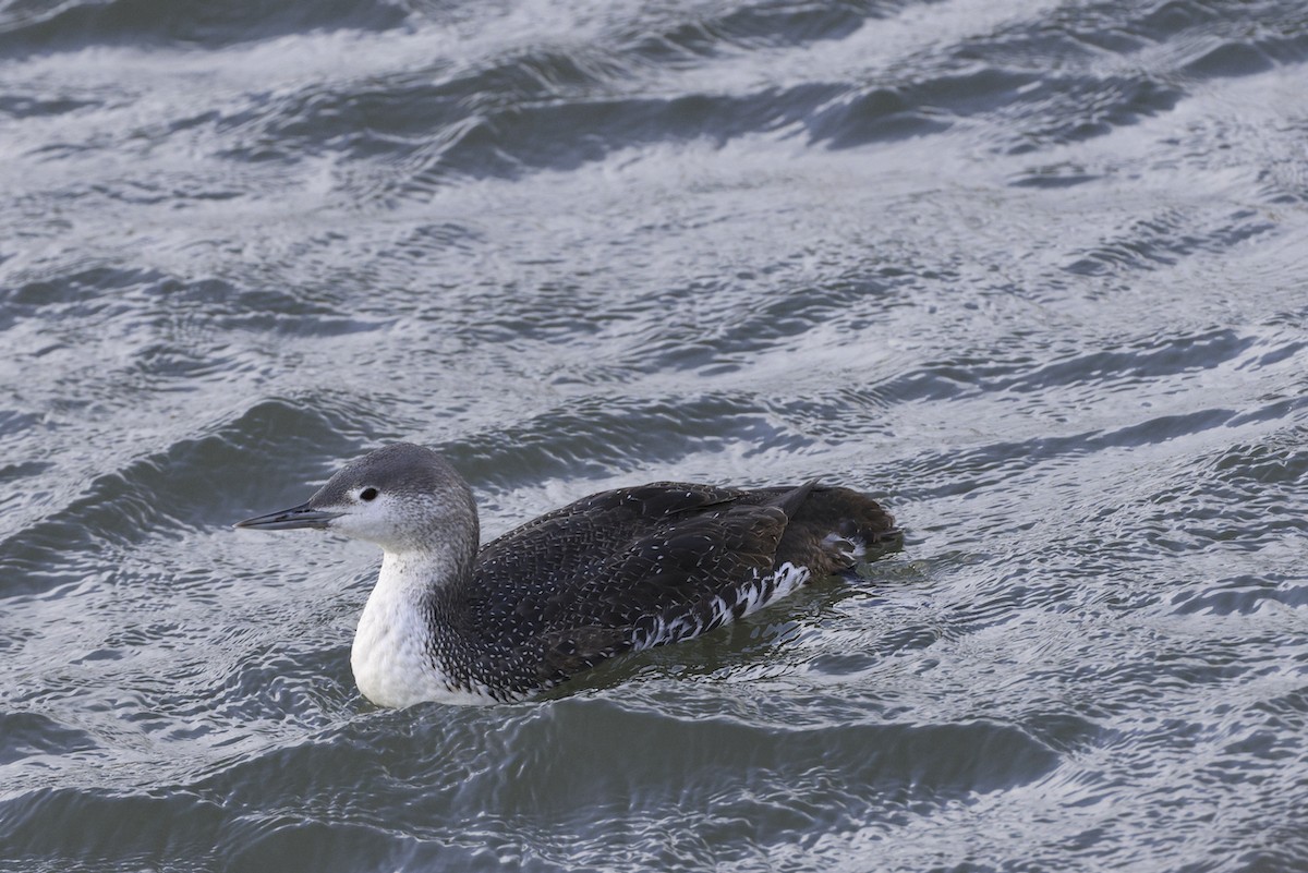 Red-throated Loon - ML614414443