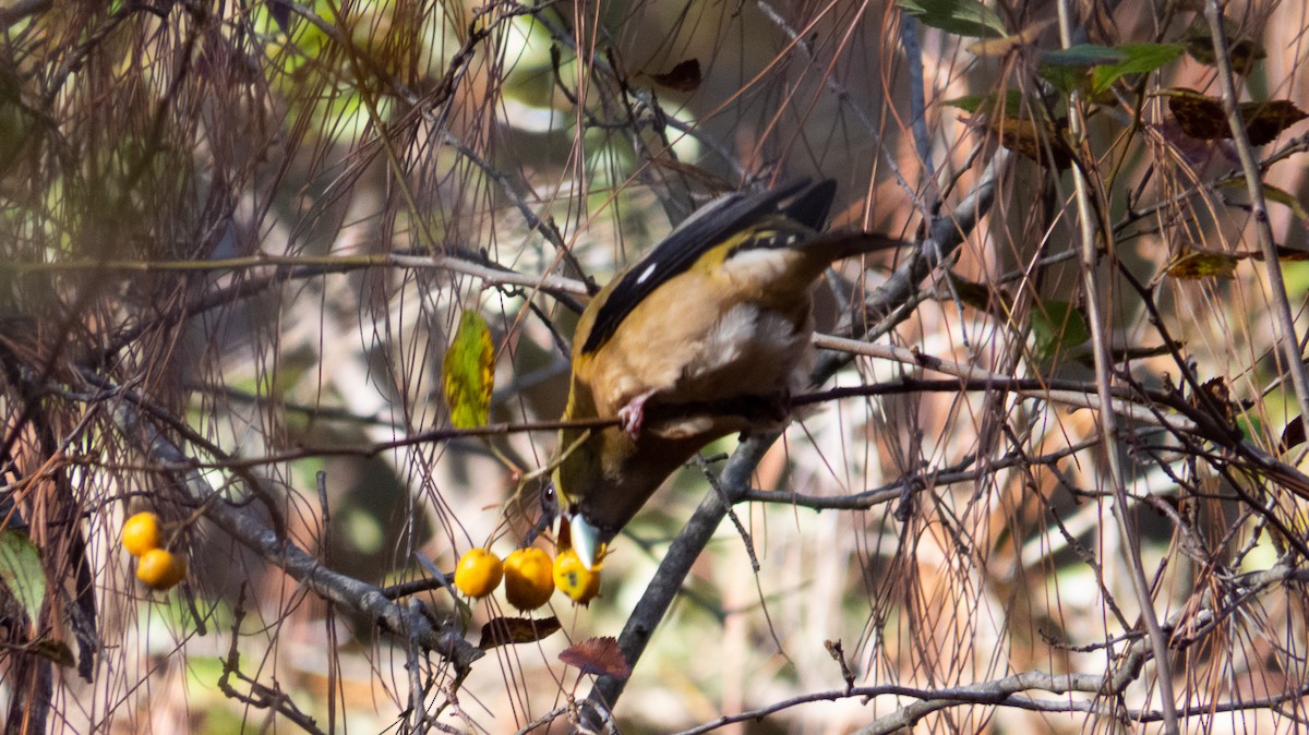 Hooded Grosbeak - ML614414459