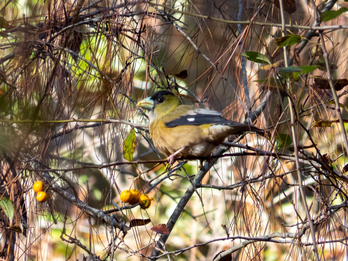 Hooded Grosbeak - ML614414462