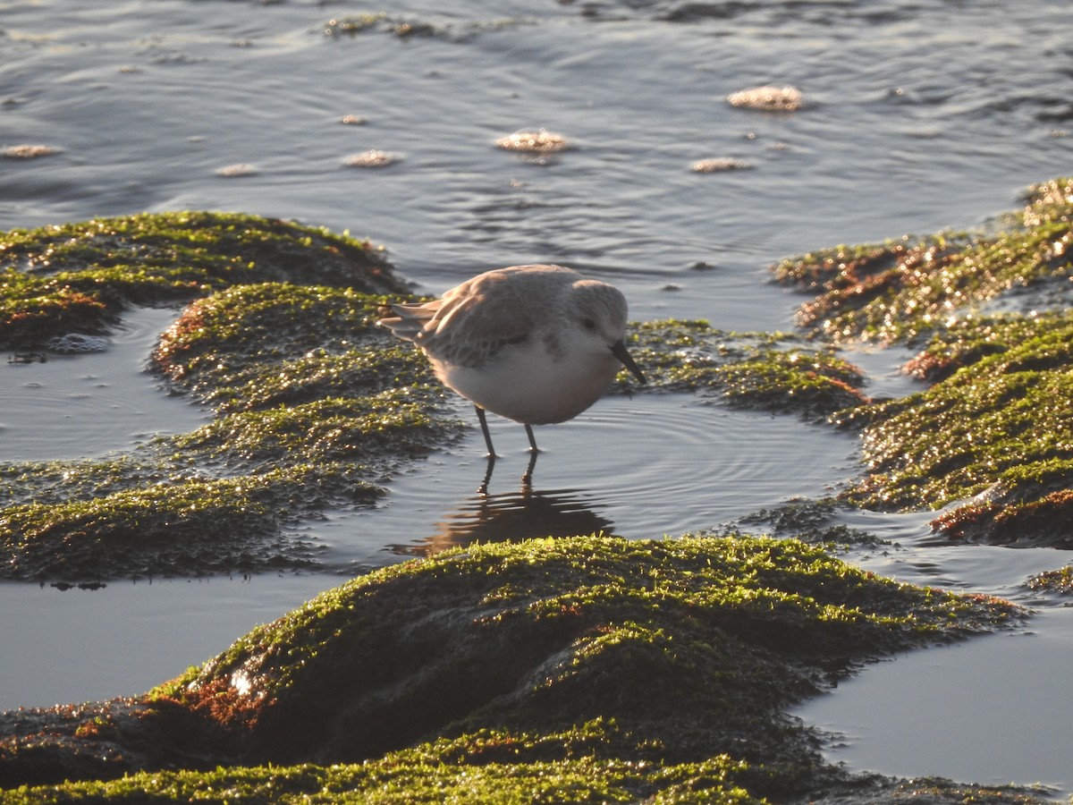 Bécasseau sanderling - ML614414485