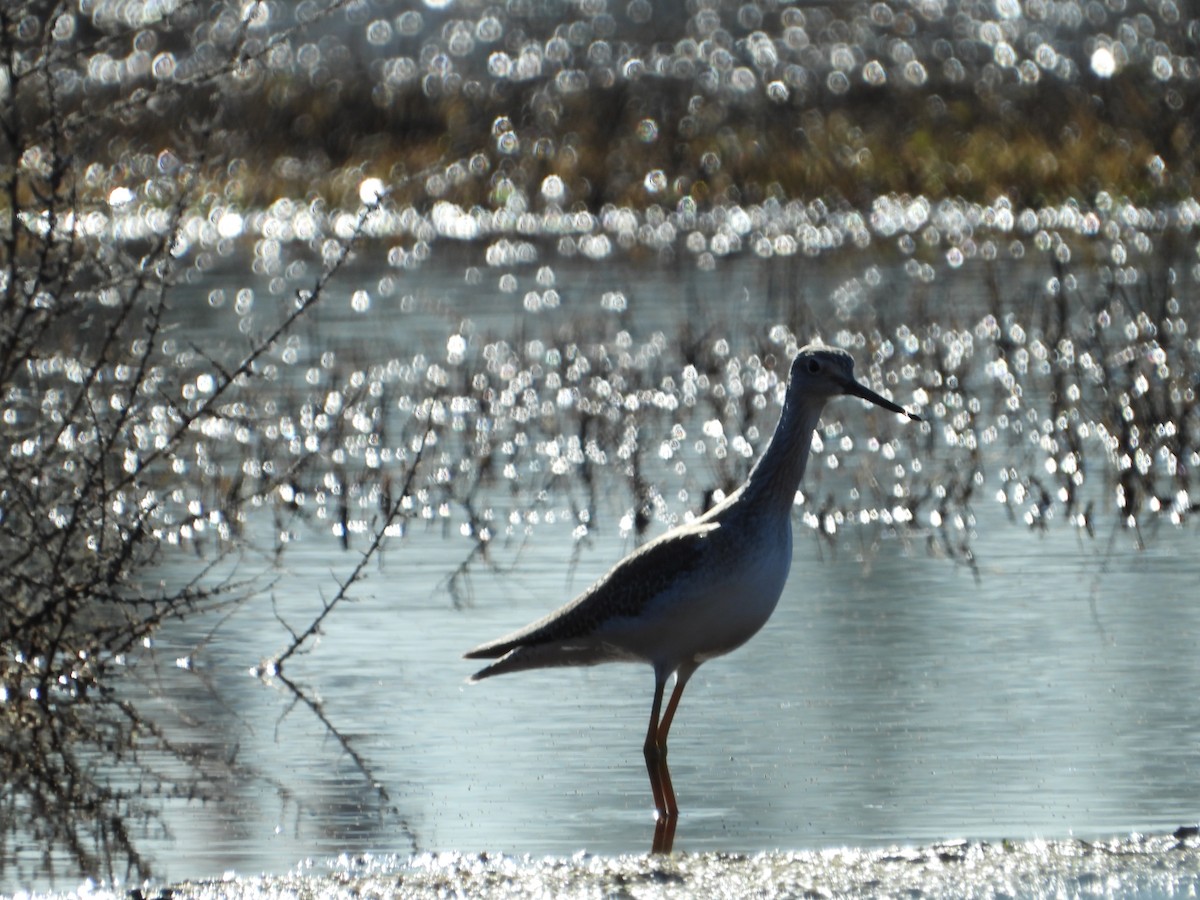 Greater Yellowlegs - ML614414554