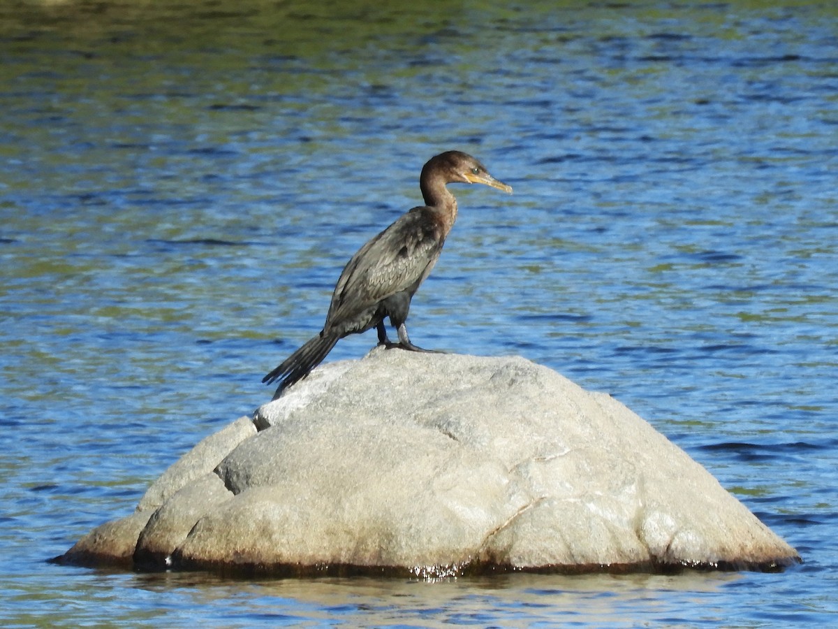 Neotropic Cormorant - inés otero