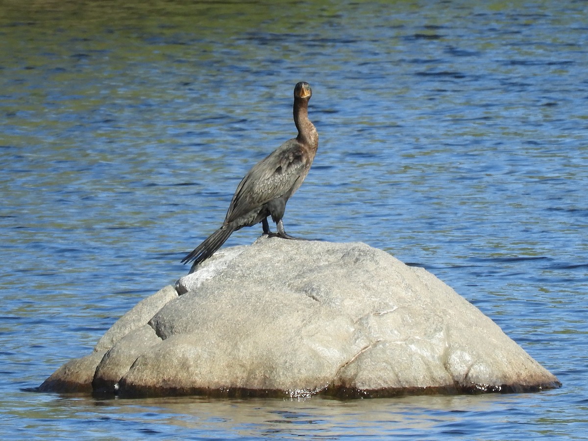 Neotropic Cormorant - inés otero