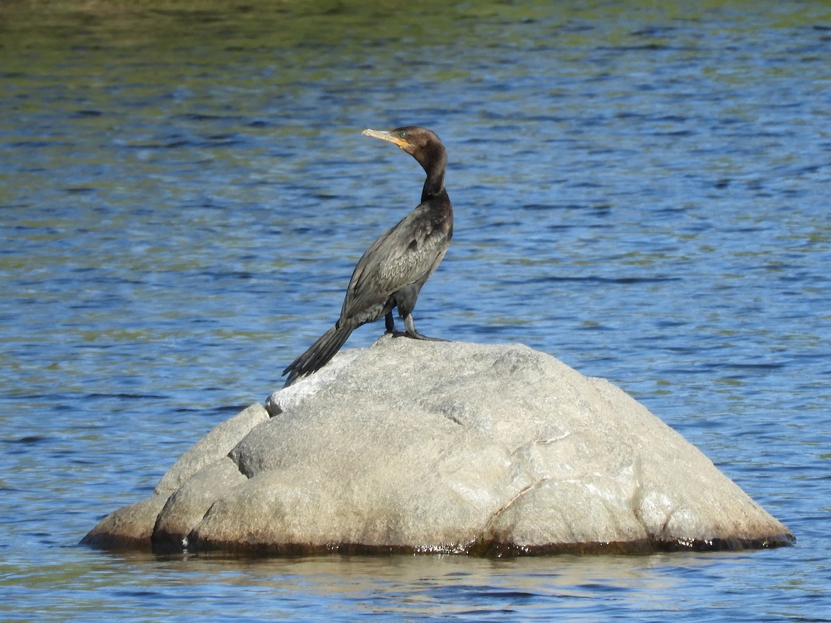 Neotropic Cormorant - inés otero