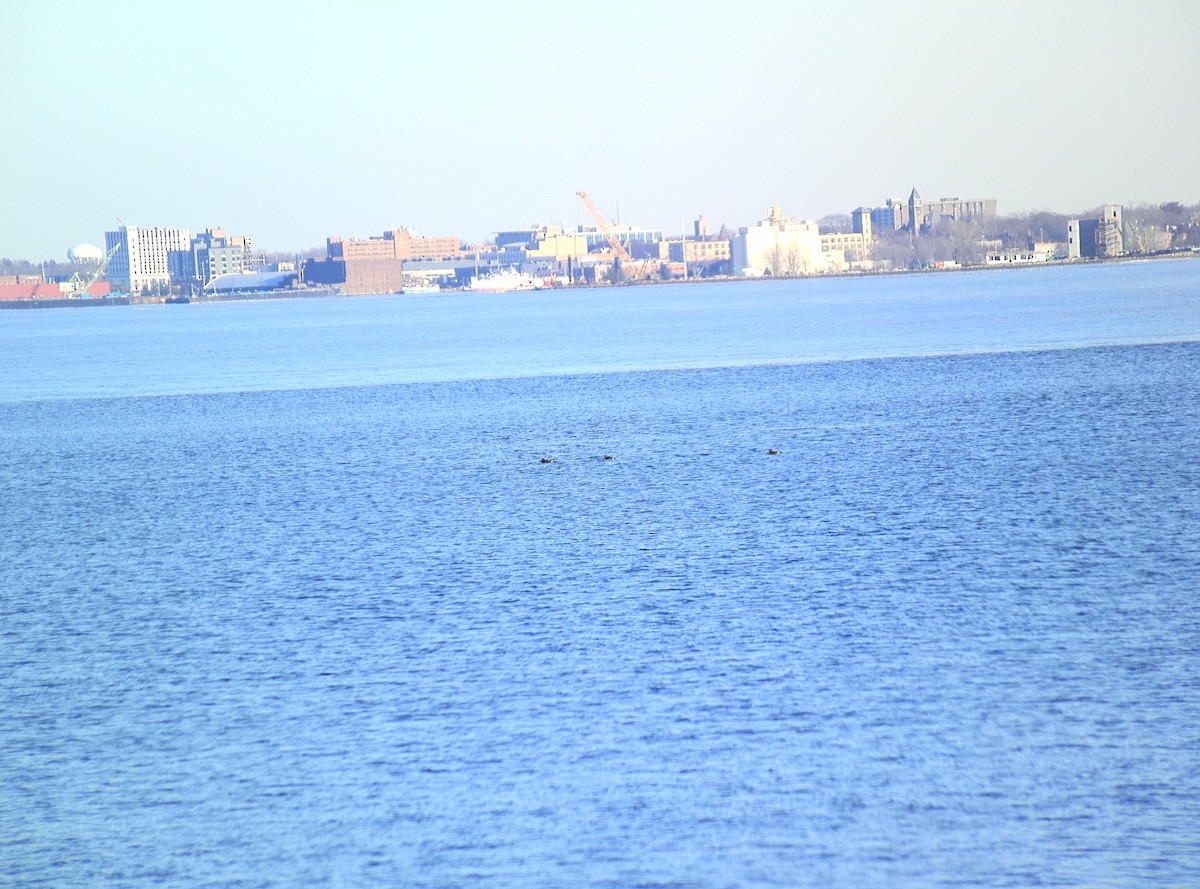 White-winged Scoter - ML614414579