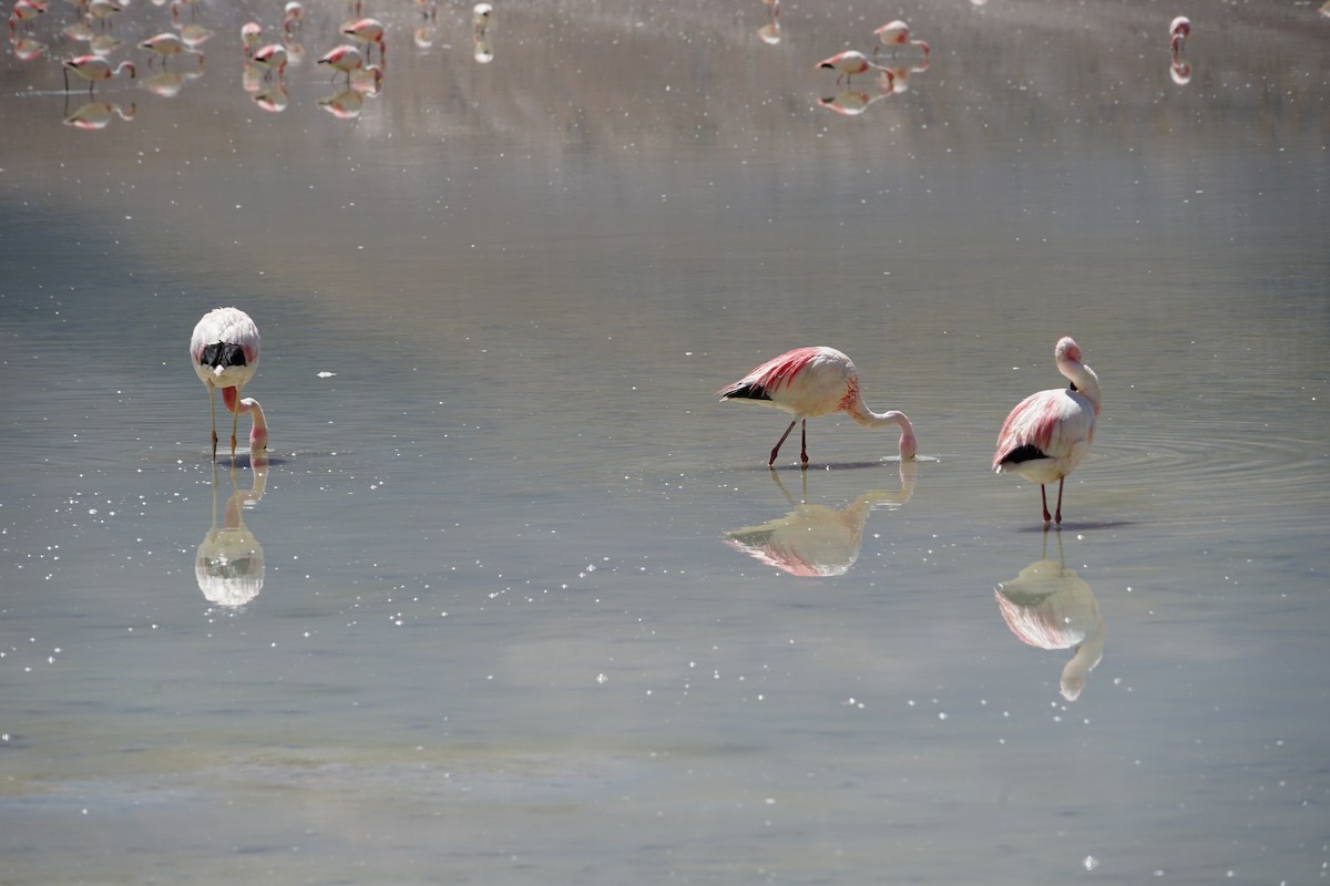 Chilean Flamingo - Javier P