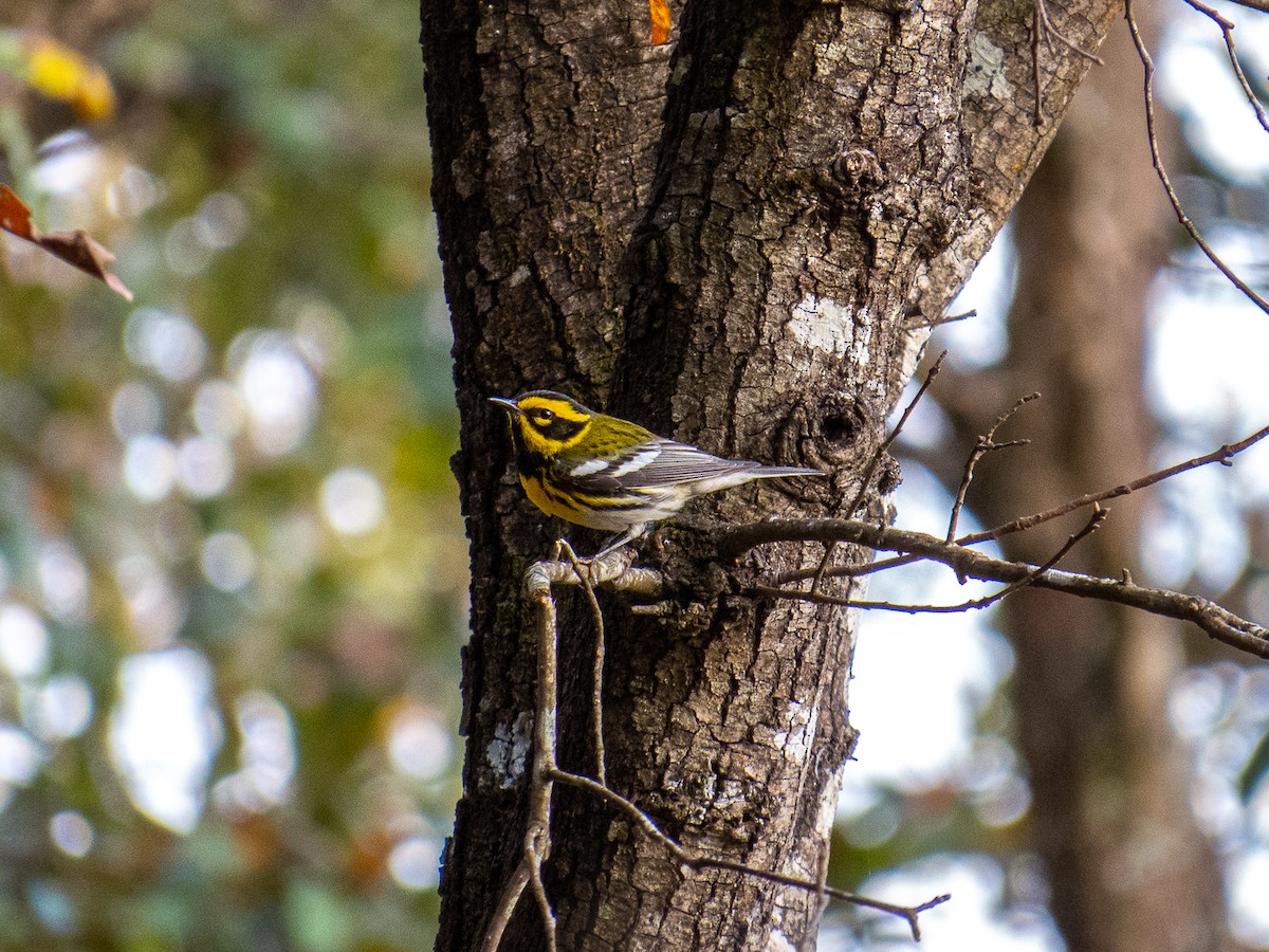 Townsend's Warbler - ML614414616