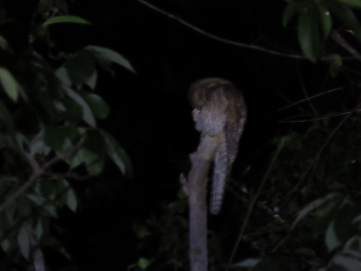 Northern Potoo - ML614414631