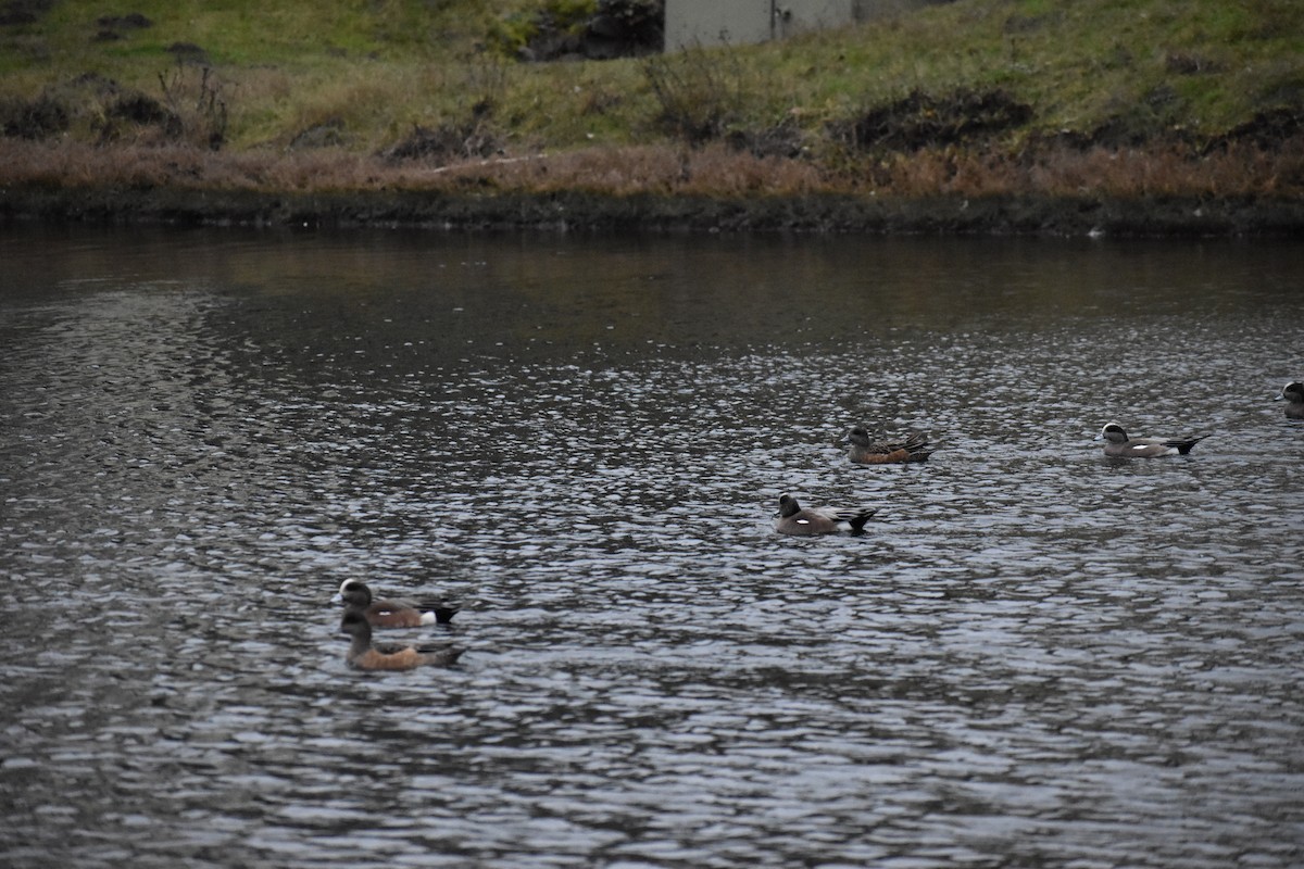 American Wigeon - ML614414738