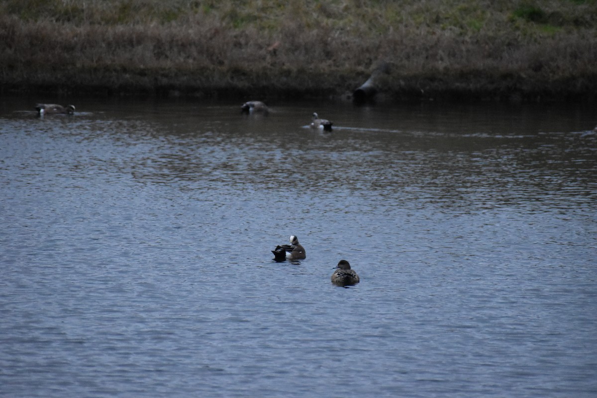 American Wigeon - ML614414739