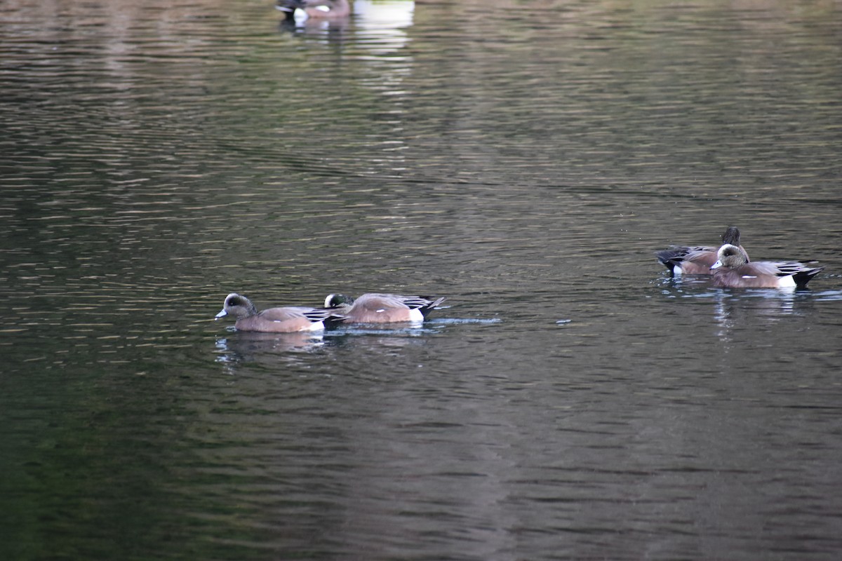 American Wigeon - ML614414740