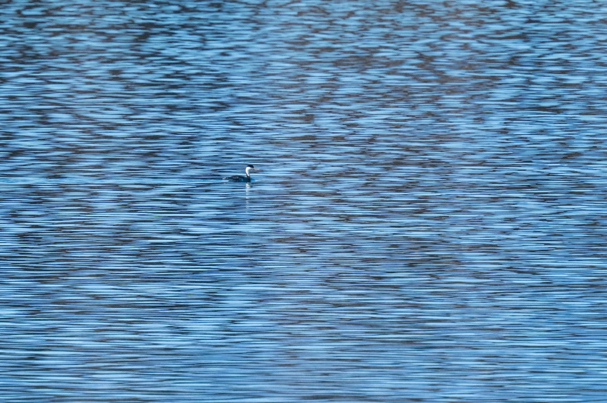 Western Grebe - ML614414775