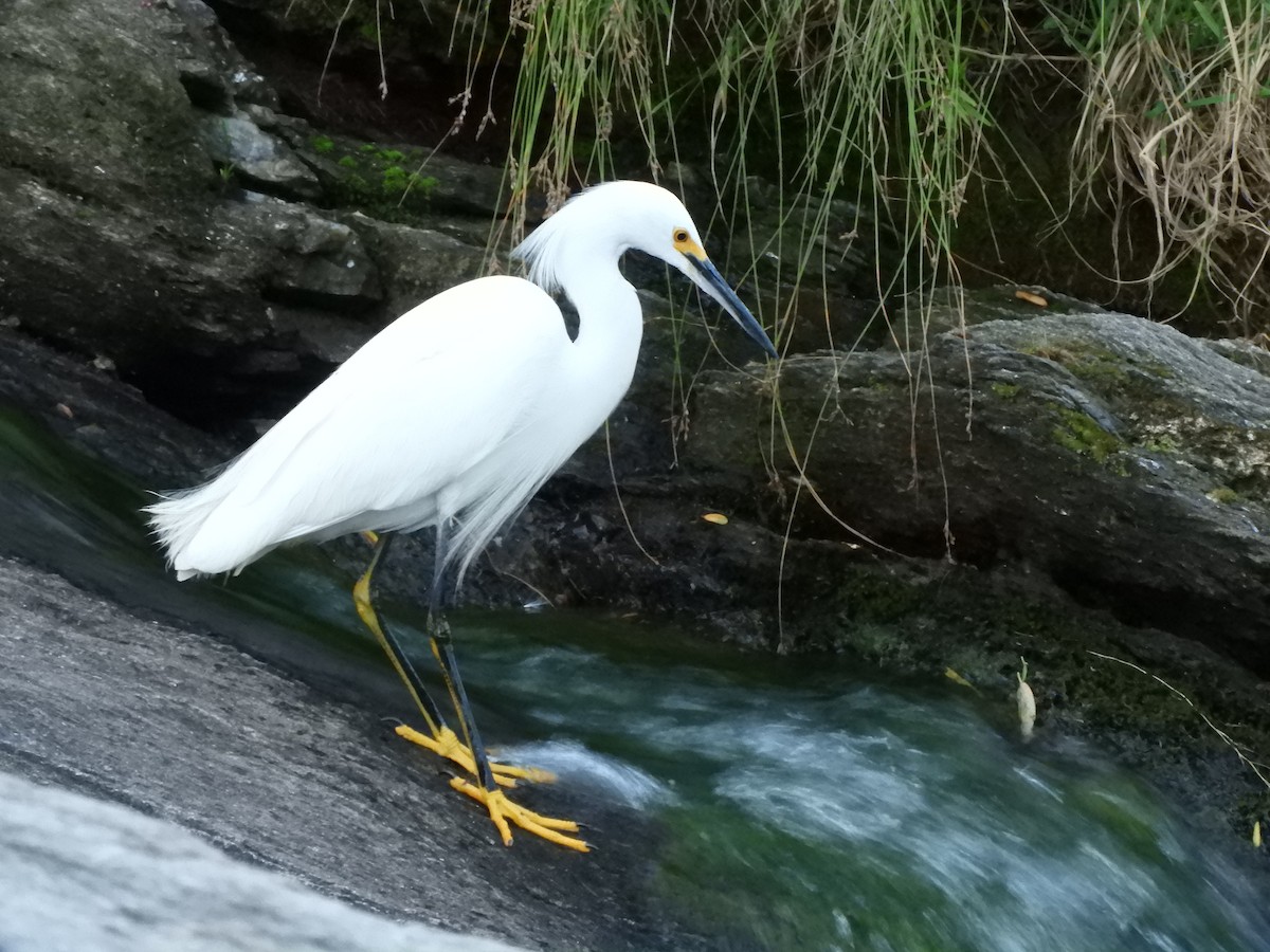 Snowy Egret - ML614414882