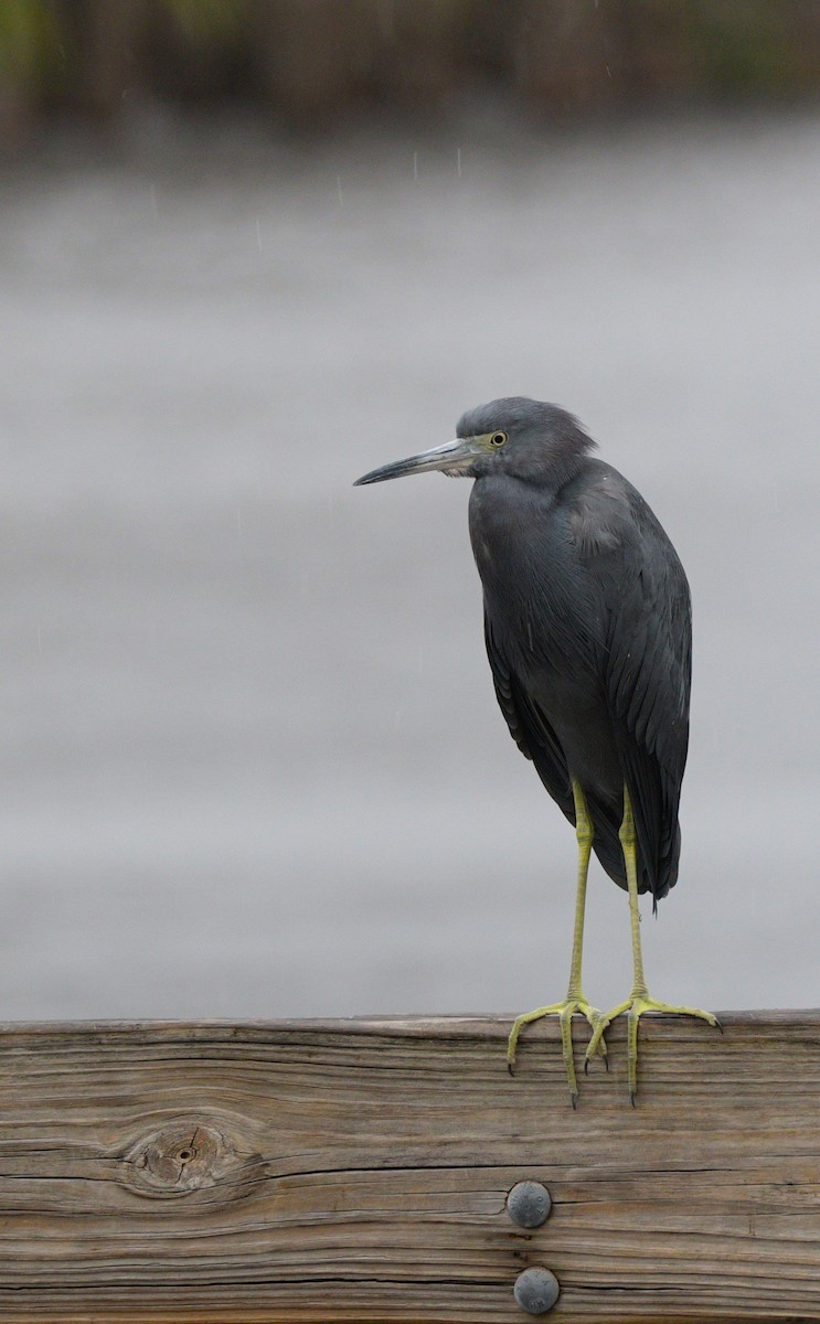 Little Blue Heron - mark perry