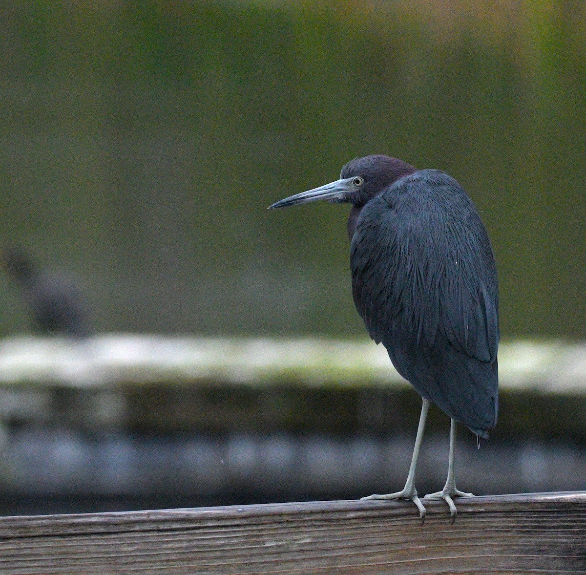 Little Blue Heron - ML614414940