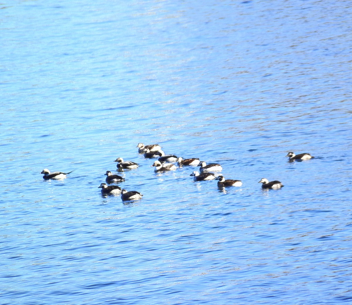 Long-tailed Duck - Christoph Benning