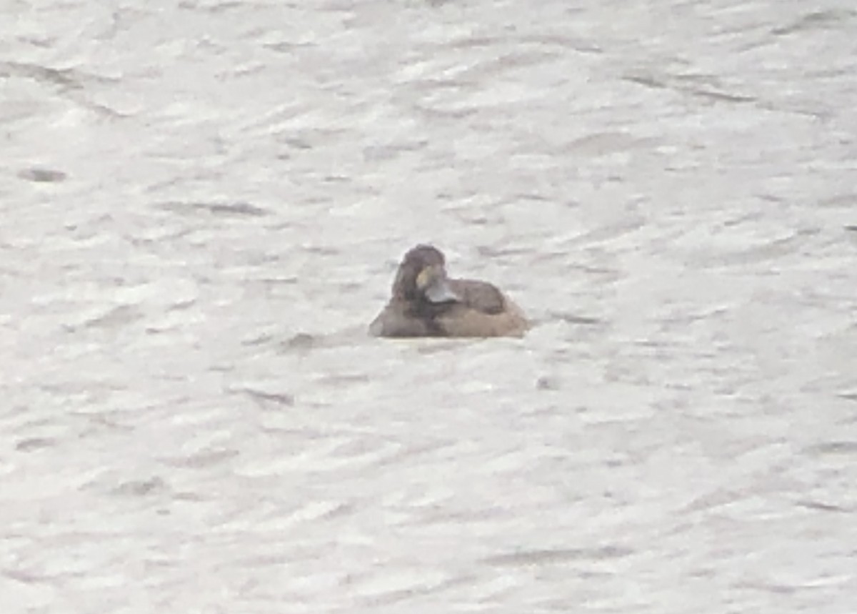 Greater Scaup - ML614415004