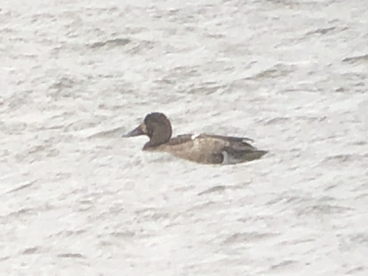 Greater Scaup - ML614415005