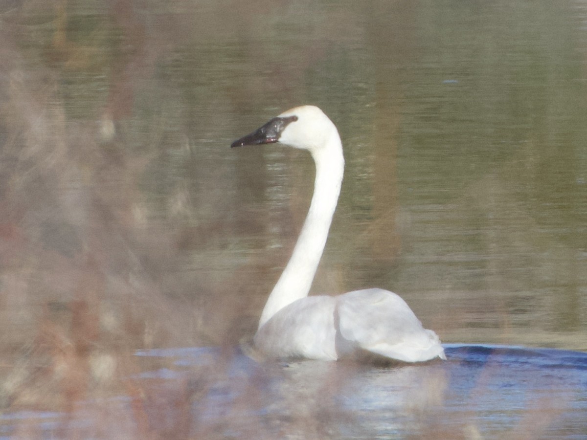 Cisne Trompetero - ML614415118