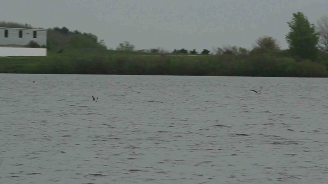 Franklin's Gull - ML614415157