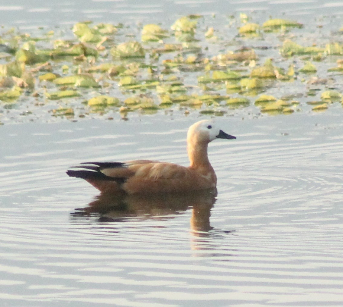 Ruddy Shelduck - Madhavi Babtiwale