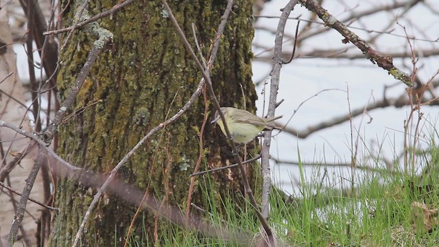 Philadelphia Vireo - ML614415377