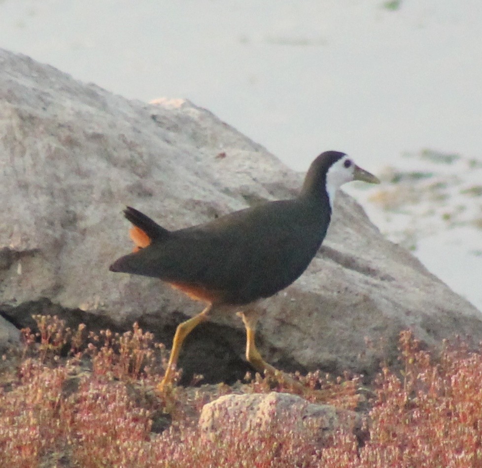 White-breasted Waterhen - ML614415412