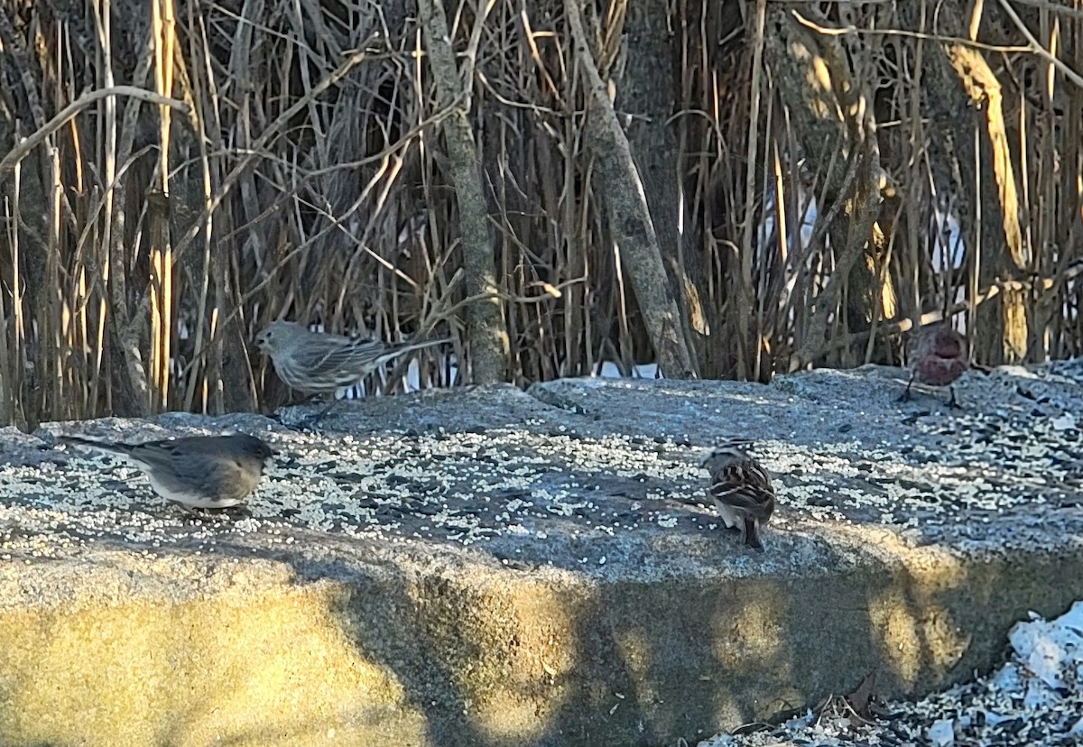 Chipping Sparrow - ML614415423