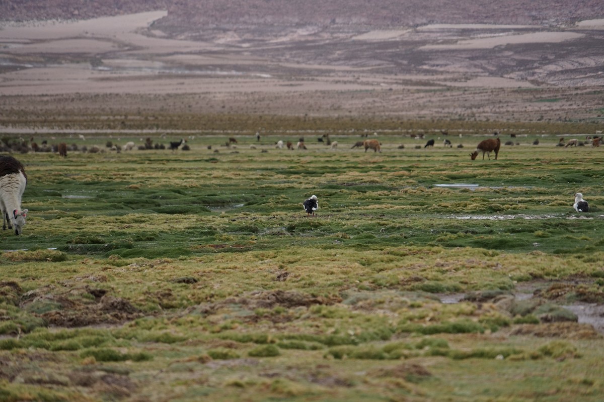 Andean Goose - ML614415443